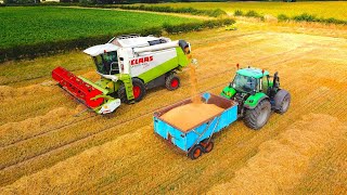 Harvesting Malting Spring Barley For Beer Production [upl. by Shanan]