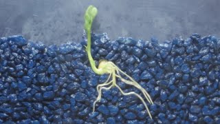 Time Lapse of Pea Shoot  Root Growth [upl. by Swarts]