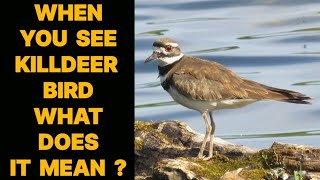 WHEN YOU SEE A KILLDEER BIRD WHAT DOES IT MEAN [upl. by Erlin]