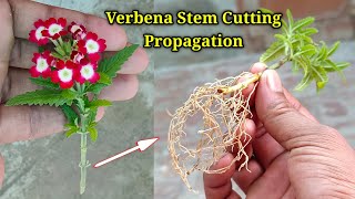 Verbena Plant Stem Cutting Propagation  How To Grow Verbena Plant From Cuttings  Stem Cutting Idea [upl. by Beryle812]