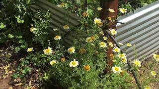 Growing edible Chinese chrysanthemums Shungiku [upl. by Yrailih]