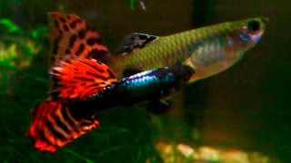 Poecilia reticulata Guppy  Different mating behaviors ᴴᴰ [upl. by Monteria]