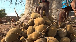 Afrique du Sud le fruit du baobab au bonheur des dames [upl. by Brandie]