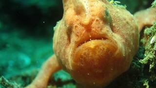 Facts The Frogfish [upl. by Llerrom]