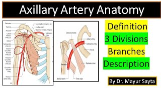 Axillary Artery Anatomy [upl. by Eatnwahs]