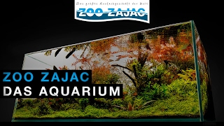 ZOO ZAJAC – DAS AQUARIUM [upl. by Renny]