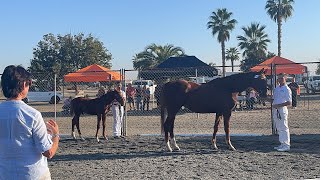 KWPNNA keuring DG Bar Ranch  first day Oct 6 2022 [upl. by Robbyn258]