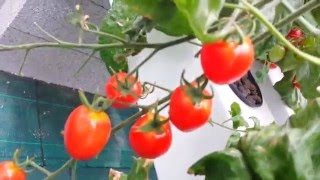 VLOG3  Je vous présente nos variétés de Tomates  Hydroponie  Les Sourciers [upl. by Smiga]