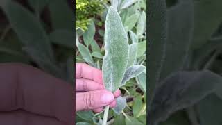 Lamb’s Ear Stacys Byzantina  Herb Gardening [upl. by Adnahcal826]