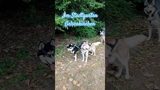 stadtgarten gelsenkirchen husky hundeschlitten doglover huskylife doglife schlittenhunde [upl. by Jonme]