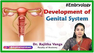 Development Of Male and Female Genital System  Reproductive system  Embryology [upl. by Akihsan639]