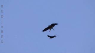 Peregrine Falcon Wonderful moments with baby Falcon [upl. by Eseyt378]