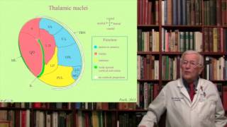 Lecture 8 The Thalamus Structure Function and Dysfunction [upl. by Antoni524]