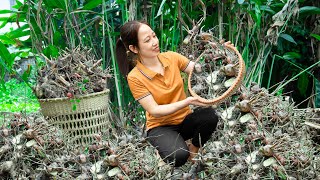 Harvesting Galangal Roots Go to market sell  The process of cooking Galangal with delicious pork [upl. by Wallace]