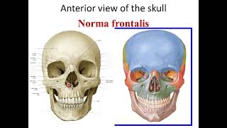 Norma frontalis of the skull [upl. by Riffle]