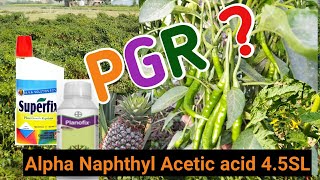 Alpha Naphthyl Acetic acid  PGR कैसे काम करता है।। [upl. by Shum]