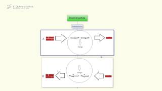 3 Bioenergetica per i test di ammissione [upl. by Kolnos]