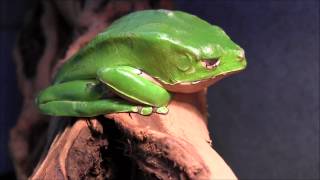 Giant Bicolor Tree Frogs [upl. by Isola]