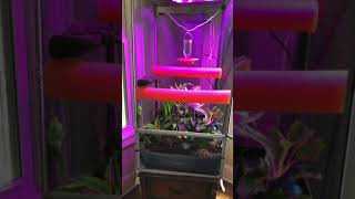 Hornworm breeding saves money Heres how to breed step by step [upl. by Drofnats]