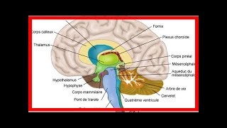 Xanax Lexomil Lysanxia Valium lorazépam Myolastan ces médicaments qui rétrécissent le cerveau [upl. by Ayot]