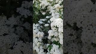 Spirea Snowmound  Spiraea Nipponica  Spiraea Flower in Canada  Shorts [upl. by Intirb415]