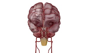 anatomie des hémisphères cérébraux partie 7 [upl. by Mccormac450]