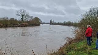 Severn Bore At The Severn Bore Pub  Minsterworth March 12 20242 [upl. by Ahseile]