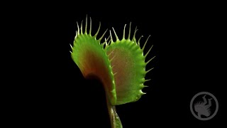 Deadly Plants Killing Bugs  Carnivorous Plant Timelapse [upl. by Astrea]