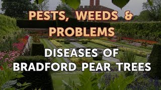 Diseases of Bradford Pear Trees [upl. by Ajed]