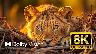 ULTIMATE WILDLIFE Dolby Vision® 8K ULTRA HD HDR [upl. by Leona835]