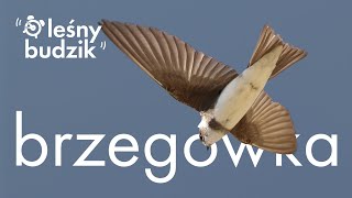 Leśny Budzik  Brzegówka [upl. by Zeuqcaj137]