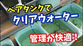 粉餌は控えめの方が飼育が上手くいきます【メダカ】 [upl. by Dorkas]