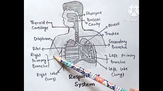 Respiratory system  How to draw respiratory system [upl. by Eirek]