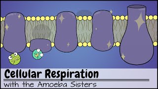 Cellular Respiration UPDATED [upl. by Salvador]