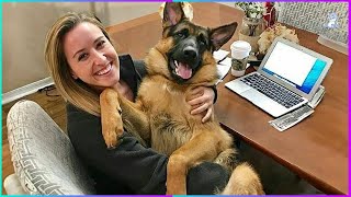 When Your Giant Dog Thinks Hes a Lap Dog 🤣 Funny Dog and Human [upl. by Wexler]