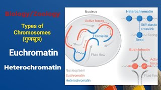 Euchromatin and Heterochromatin  Types of Chromosomes  Euchromatin notes Heterochromatin [upl. by Kevyn439]