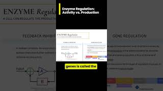 Comparing Regulation of Enzyme ACTIVITY vs PRODUCTION [upl. by Yenittirb]