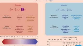 Part 1 Acidosis and Alkalosis Metabolic or Respiratorymp4 [upl. by Mcnully]