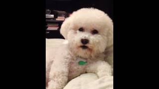 My little Bichon Frise is so spoiled [upl. by Toddy]