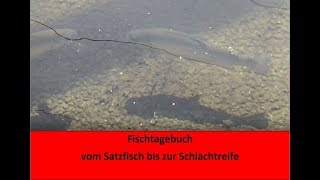 Fischtagebuch  Forellen  vom Setzling bis zur Schlachtreife [upl. by Garrett]