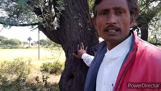 Babool ke ped ko kaise pahachaane। How to recognize babul tree। Kawach Vlogs [upl. by Scrogan]