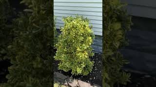 Golden Euonymus  moderate to fast growing evergreen shrub [upl. by Ahsatak]