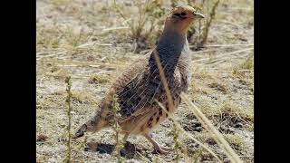 Perdix dauurica Daurian Partridge [upl. by Jessen]