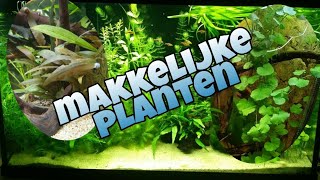 Makkelijke AQUARIUM PLANTEN voor beginners Nickey [upl. by Elay]