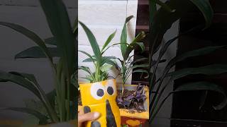 Multiply Cordyline plant ll Draceana plant 🌱grow cordyline dracaena diy plantertrendingshorts [upl. by Nnylsia]