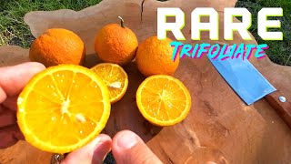 NEW ❄️ Cold Hardy CITRANDARIN Hybrid 🍊Satsuma x Trifoliate Cross • SEEDLESS 🍍Pineapple Flavor • 🥶 [upl. by Radnaskela]