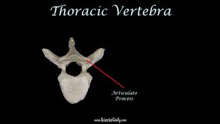 vertebrae practice for practical exam [upl. by Palecek533]