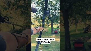 The Walnut Shot archery bogenschiessen shortsfeed shorts [upl. by Ydniahs490]