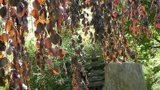 Fagus sylvatica Purple Fountain [upl. by Onez]