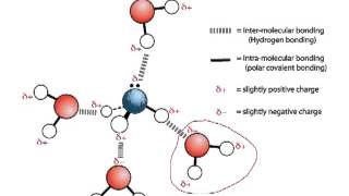 Inter and intramolecular forces [upl. by Atiuqad577]